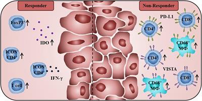 Characteristics of Tumor-Infiltrating Lymphocytes Prior to and During Immune Checkpoint Inhibitor Therapy